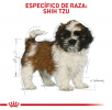 Shih Tzu Puppy